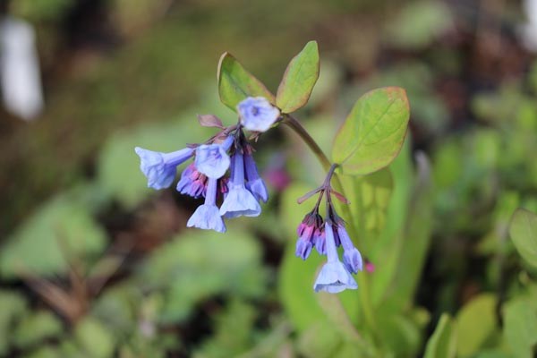 Mertensia virginica (Blauglöckchen)