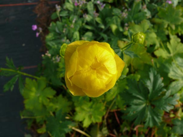 Trollius europaeus (Trollblume)