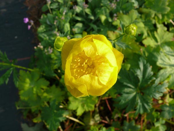Trollius europaeus (Trollblume)