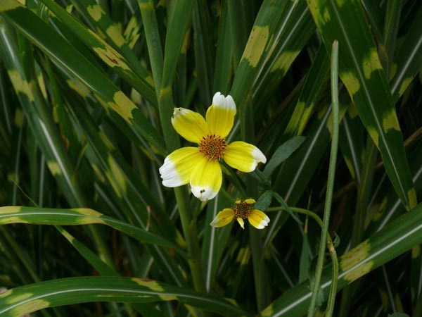 Miscanthus sinensis 'Zebrinus Strictus' (Überhängendes Zebra-China-Schilf)