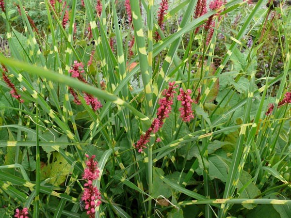 Miscanthus sinensis 'Zebrinus Strictus' (Überhängendes Zebra-China-Schilf)