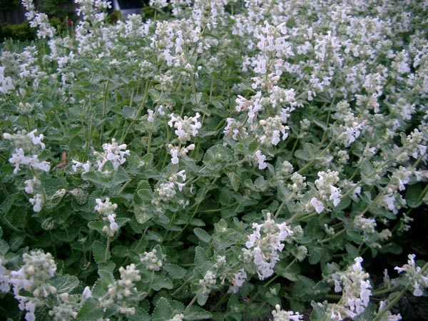 Nepeta x faassenii 'Alba' (Weiße Katzenminze)