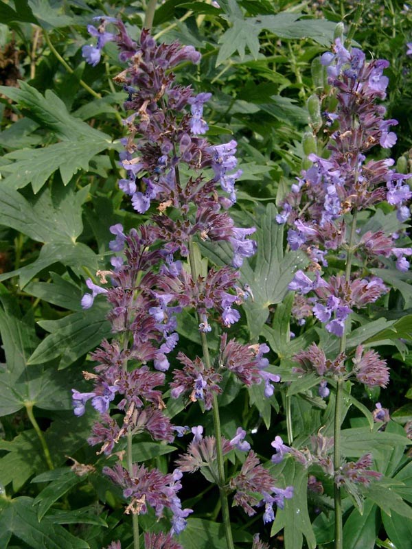 Nepeta x faassenii 'Six Hills Giant' (Katzenminze)