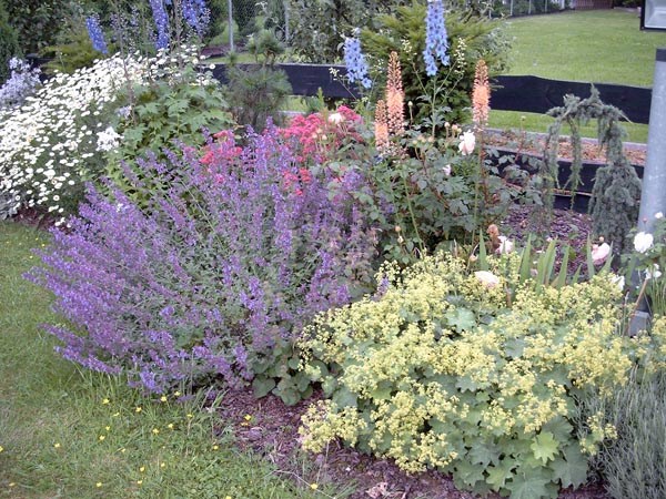 Nepeta x faassenii 'Six Hills Giant' (Katzenminze)