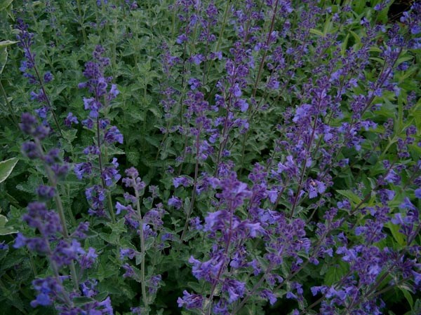 Nepeta x faassenii 'Six Hills Giant' (Katzenminze)