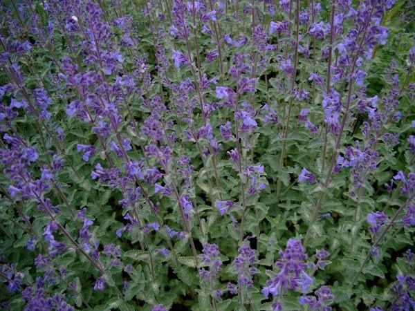 Nepeta x faassenii 'Walkers Low' (Katzenminze)