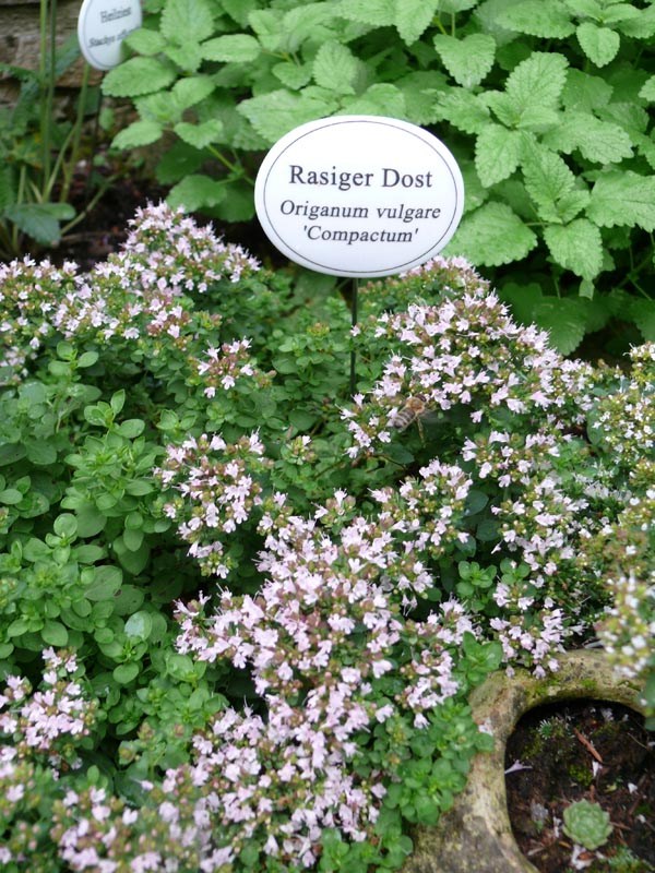 Origanum vulgare 'Compactum’ (Rasiger Dost)