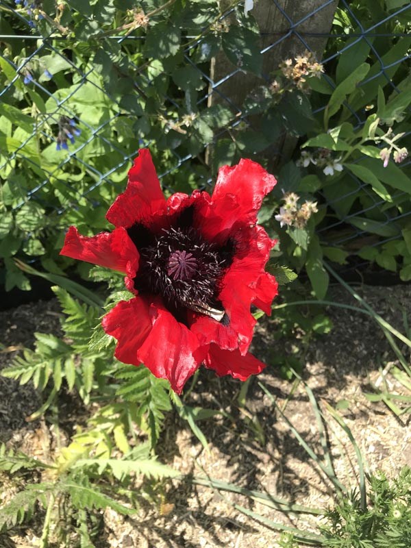 Papaver orientale 'Beauty of Livermere' (Roter Orientalischer Mohn)