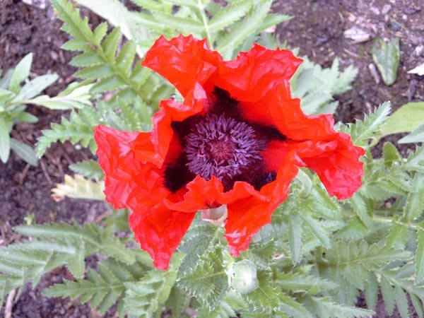 Papaver orientale 'Beauty of Livermere' (Roter Orientalischer Mohn)
