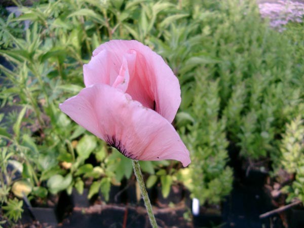 Papaver orientale 'Königin Alexandra' (Rosa Orientalischer Mohn)