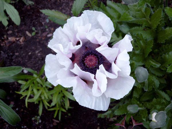 Papaver orientale 'Royal Wedding' (Weißer Orientalischer Mohn)