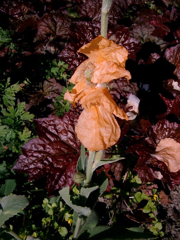 Papaver spicatum (Ährenmohn)