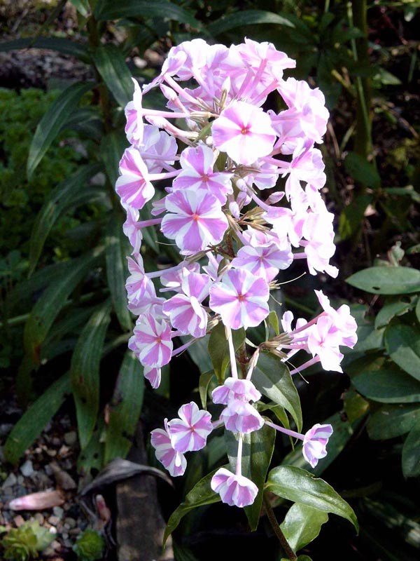 Phlox maculata 'Natascha' (Wiesen-Flammenblume)