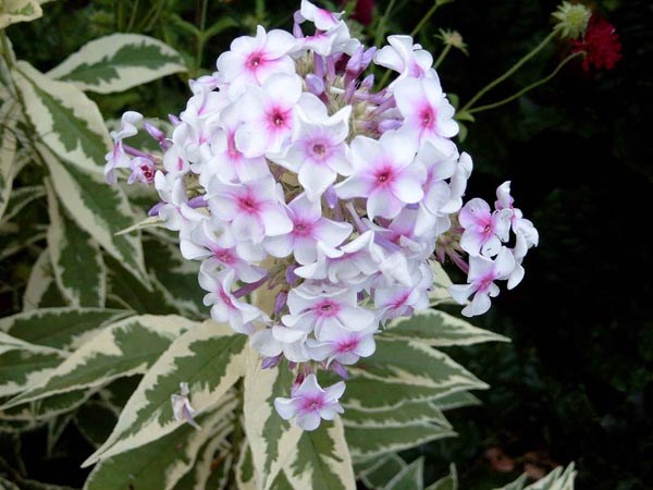 Phlox paniculata 'Nora Leigh’ (Panaschierte Flammenblume)