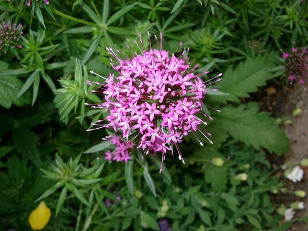 Phuopsis stylosa (Rosenwaldmeister)
