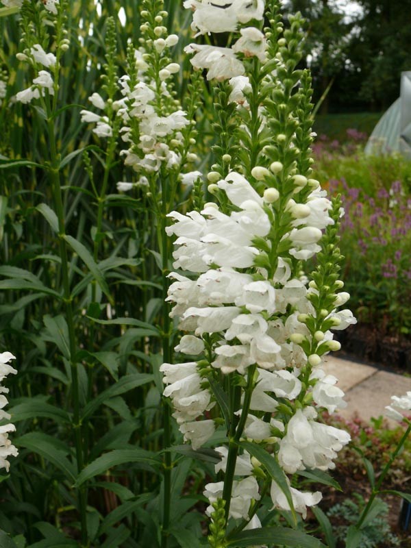 Physostegia virginiana 'Alba' (Weiße Gelenkblume)