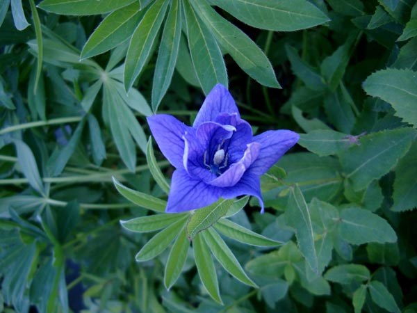 Platycodon grandiflorus `Hakone Blue` (Gefüllte Ballonblume)