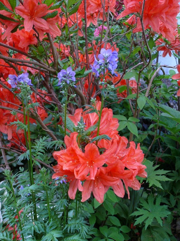 Polemonium yezoense `Purple Rain Strain` (Himmelsleiter, Jakobsleiter)