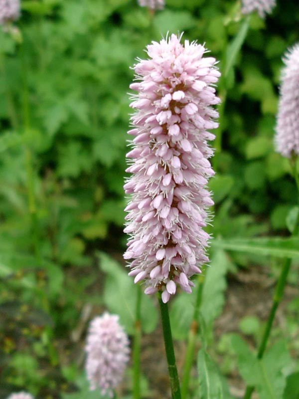 Persicaria bistorta 'Superbum' (Wiesen-Knöterich)