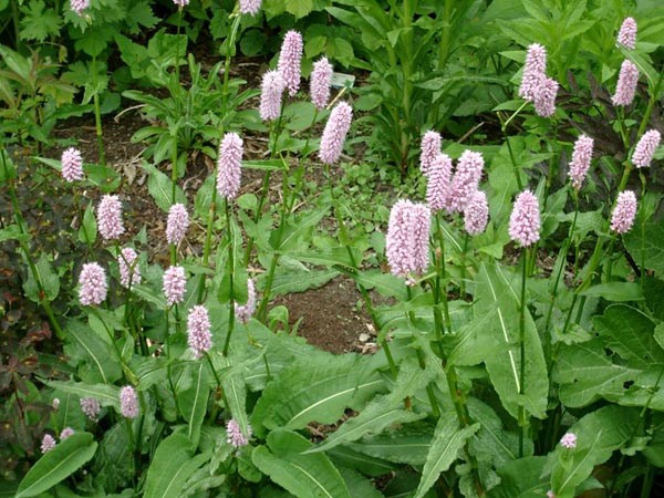Persicaria bistorta 'Superbum' (Wiesen-Knöterich)