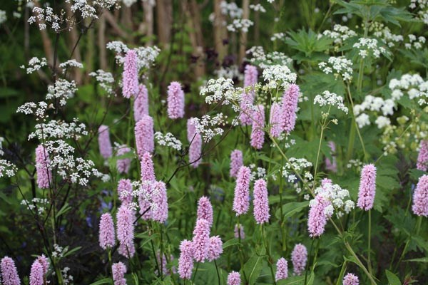 Persicaria bistorta 'Superbum' (Wiesen-Knöterich)
