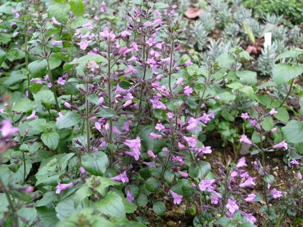 Calamintha menthifolia 'Gottfried Kühn' (Steinquendel)