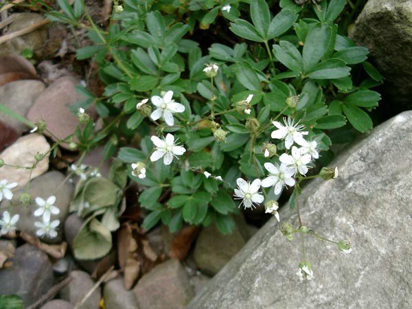 Potentilla tridentata 'Nuuk’ (Gartenfingerkraut)