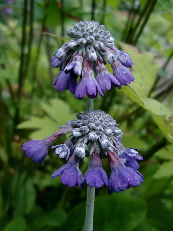 Primula capitata ’Mooreana’ (Kopfprimel)