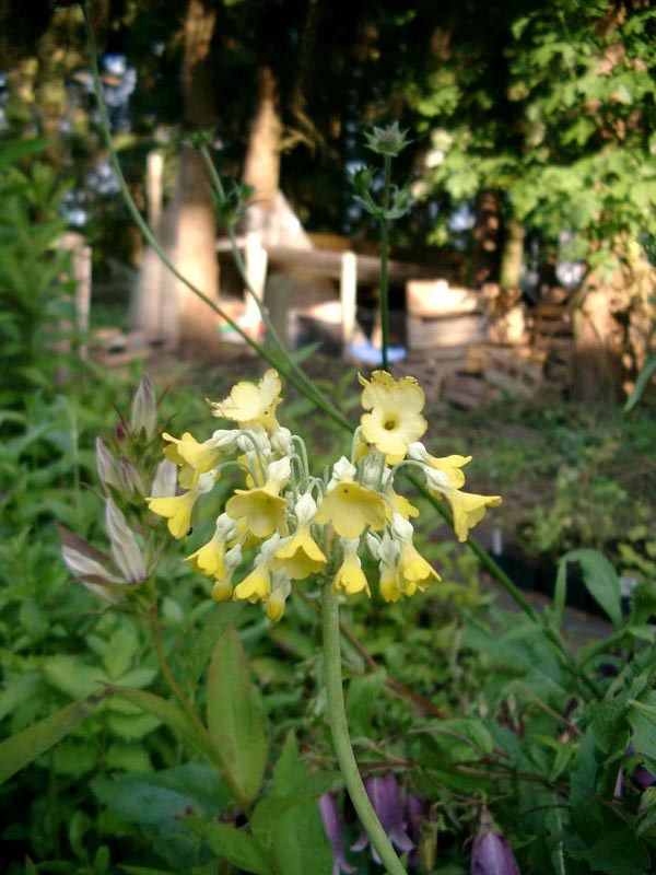 Primula florindae (Glockenprimel)