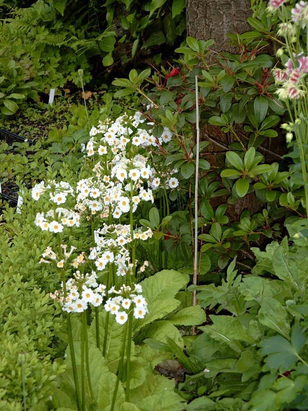 Primula japonica `Alba` (Weiße Japan-Etagen-Primel)
