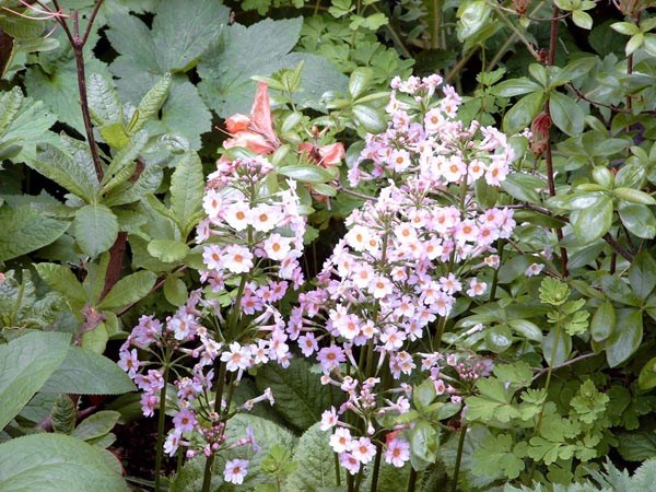 Primula japonica `Appleblossom` (Apfelblütige Japan-Etagen-Primel)