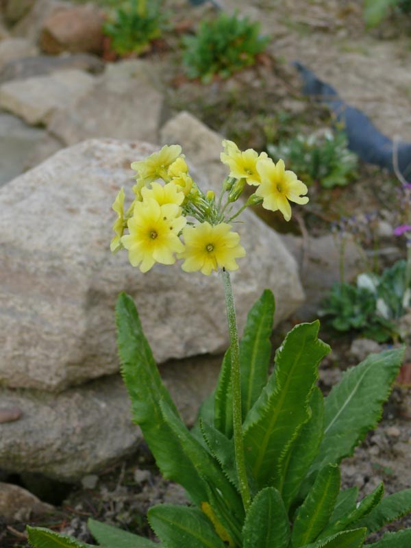 Primula luteola (Kaukasus-Schwefel-Primel)