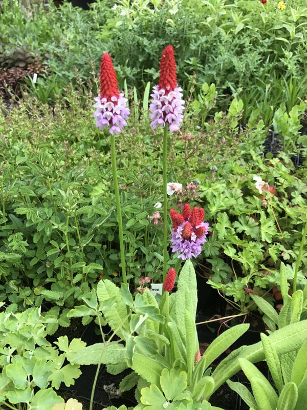 Primula vialii (Orchideen-Primel)