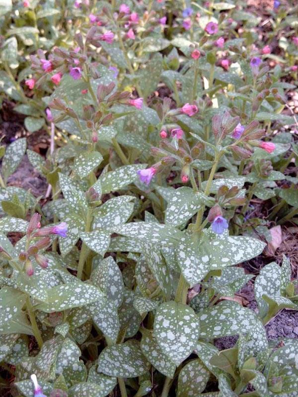 Pulmonaria saccharata (Lungenkraut)