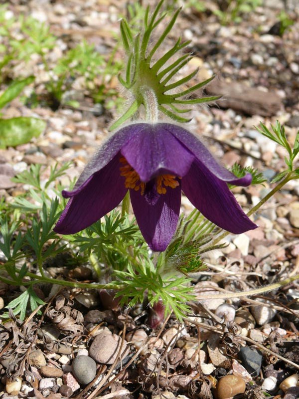 Pulsatilla vulgaris (Gewöhnliche Kuhschelle)