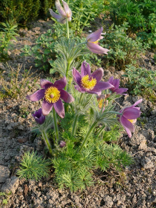 Pulsatilla vulgaris (Gewöhnliche Kuhschelle)