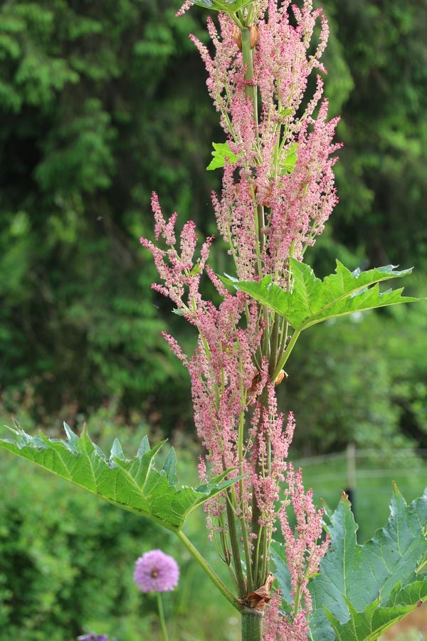 Rheum palmatum v. tanguticum 'Rote Auslese’ (Zierrhabarber)