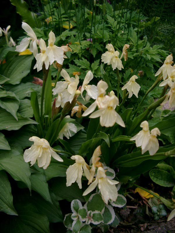 Roscoea cautleoides (China-Scheinorchidee)
