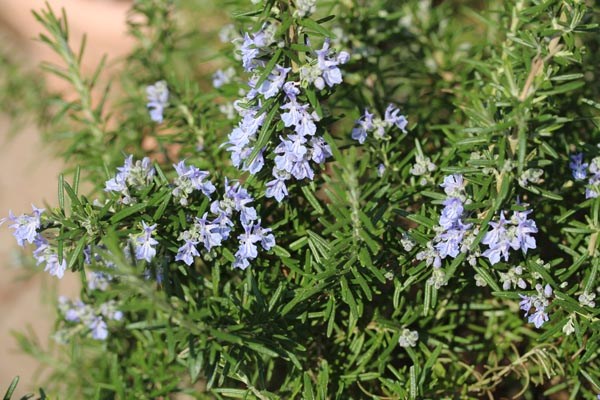 Rosmarinus officinalis (Gewürzrosmarin)