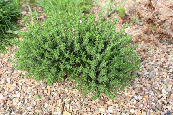 Thymus vulgaris 'Compactus' (Kompakter Gewürz-Thymian)