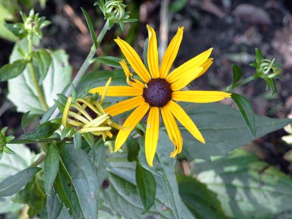Rudbeckia fulgida var. sullivantii ’Goldsturm’ (Prächtiger Sonnenhut)
