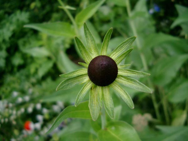 Rudbeckia occidentalis 'Green Wizard' (Grüner Sonnenhut)