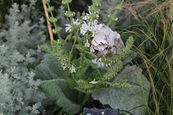 Salvia argentea (Silberblatt-Salbei)