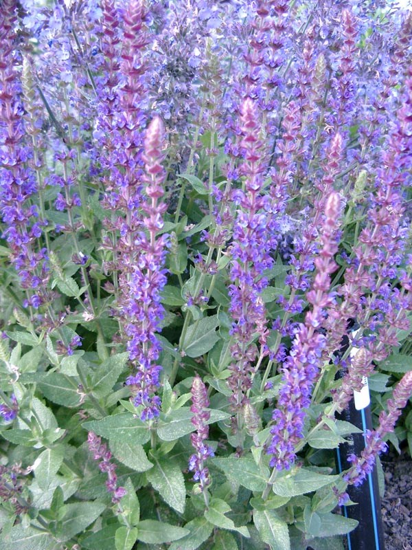 Salvia nemorosa 'Ostfriesland' (Sommer-Garten-Salbei)