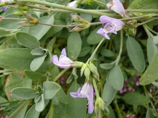 Salvia nevadensis (Kriechender Salbei)