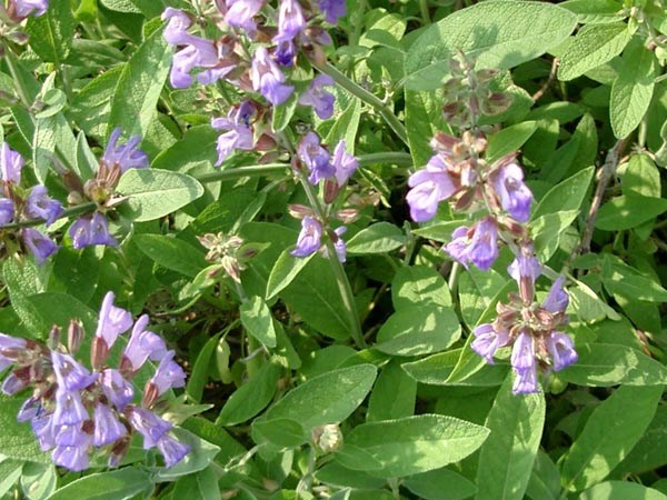 Salvia officinalis (Apothekersalbei)