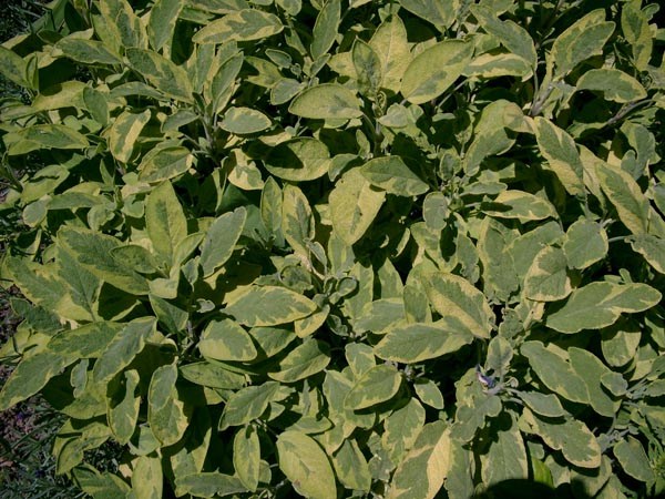 Salvia officinalis 'Aurea' (Buntblättriger Salbei)