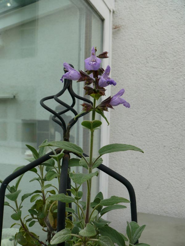 Salvia officinalis 'Berggarten' (Großblättriger Garten-Salbei)