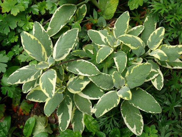 Salvia officinalis 'Creme De La Creme' (Cremeweißer Gartensalbei)