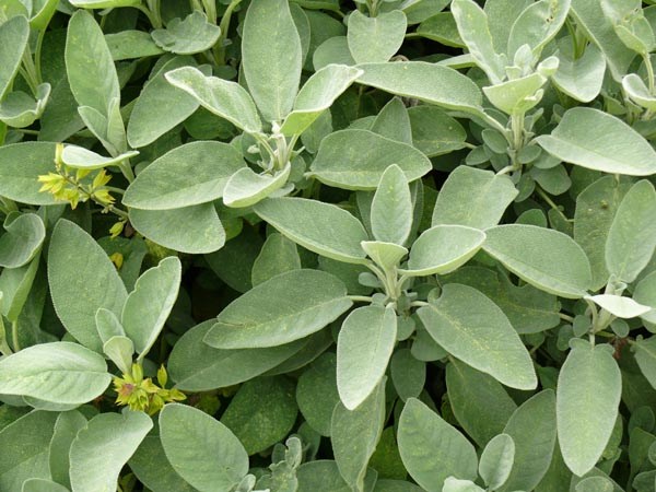 Salvia officinalis ssp. major (Dalmatischer Gartensalbei)